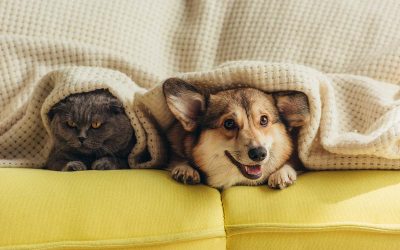 Come scegliere un divano a prova di Cane e Gatto
