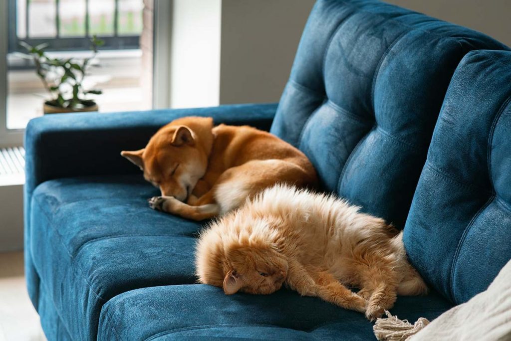 Quali sono i tessuti per un divano a prova di cuccioli?